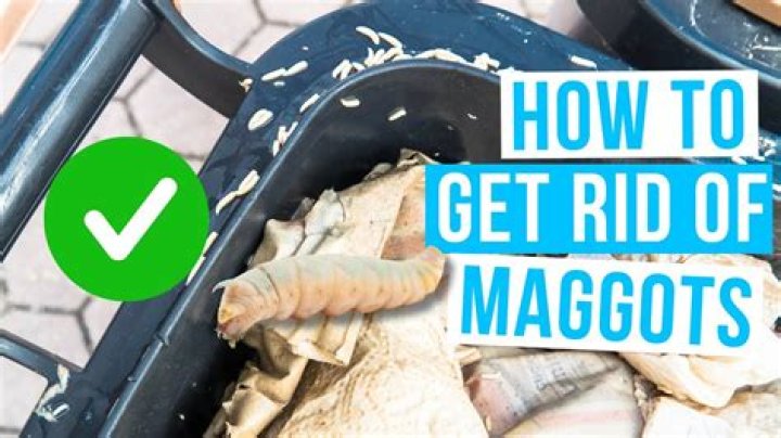 7 Eay Ways to Get Rid of Maggots in the Trash Can