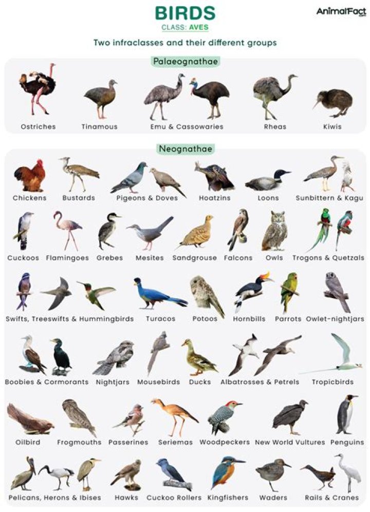 Are birds in the animal kingdom?