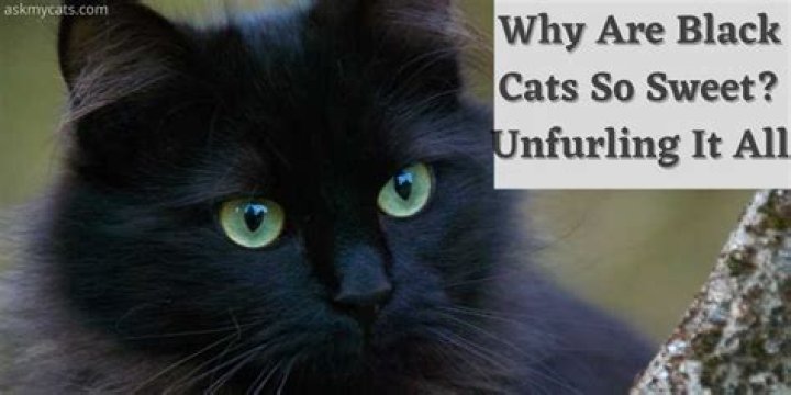 Are black cats more friendly?
