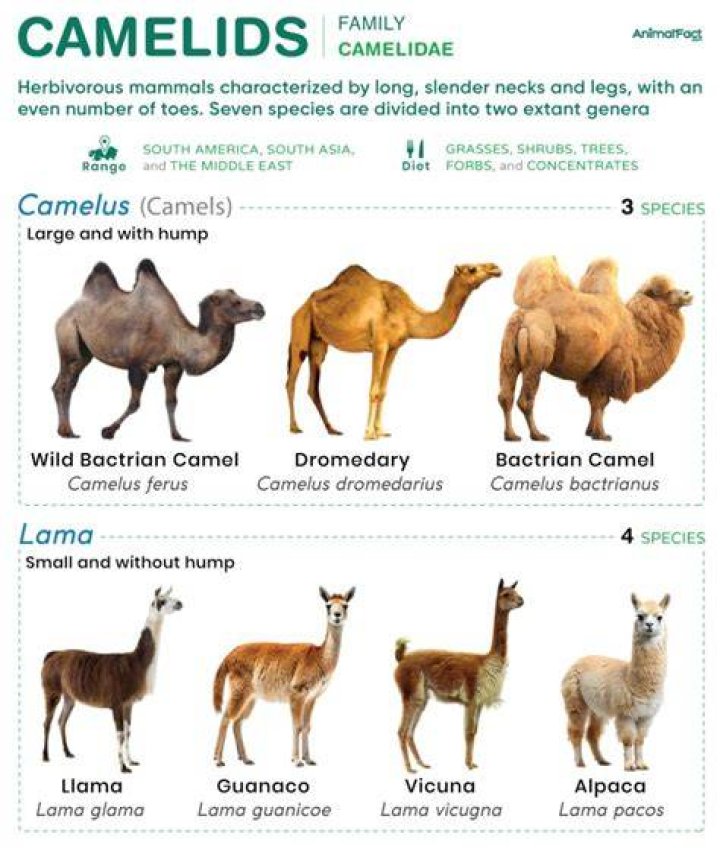 Are camels considered cattle?