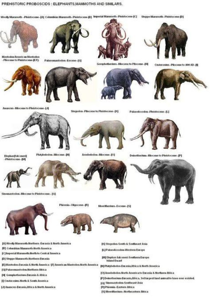 Are elephants related to dinosaurs?