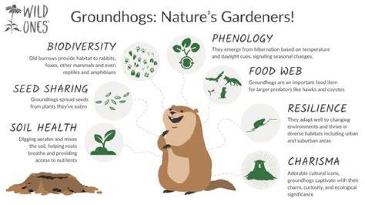 Are groundhogs friendly?
