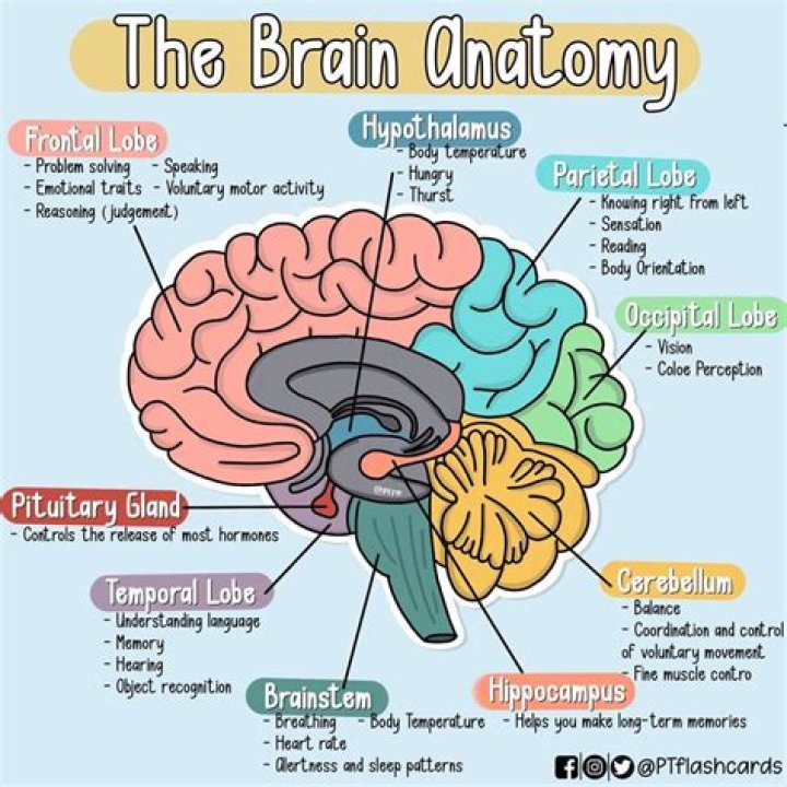 Are humans the brain or the body?