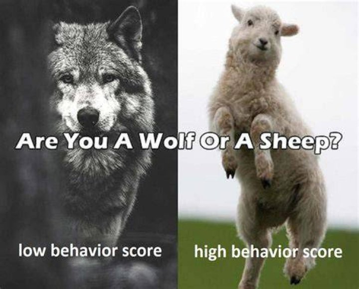 Are you a sheep or a wolf meaning?