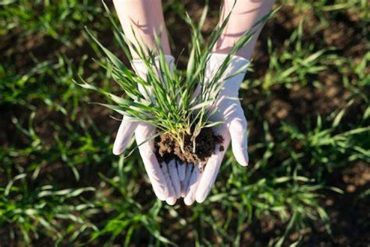 Are you supposed to bury grass seed?