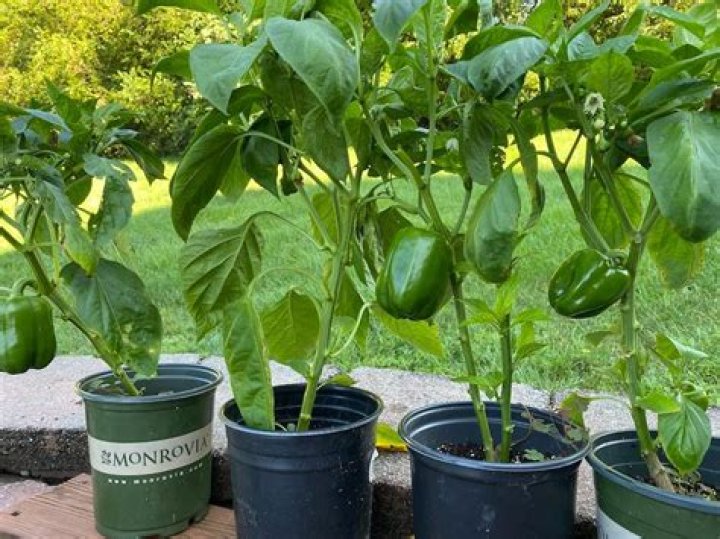 Can bell peppers and hot peppers be planted together?