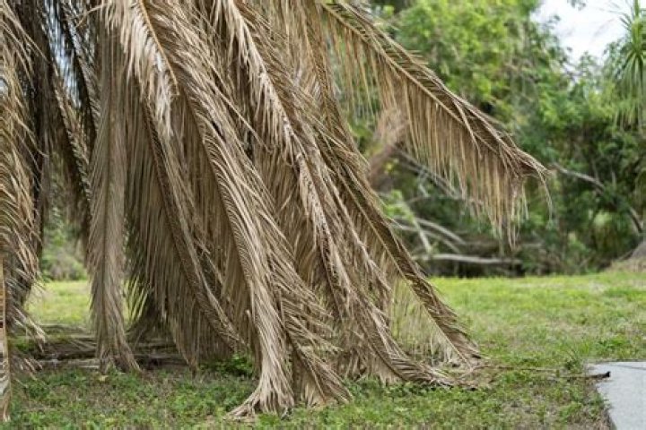 Can brown palm tree leaves turn green again?