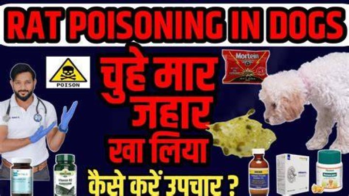 Can dogs get poisoned from rat poop?