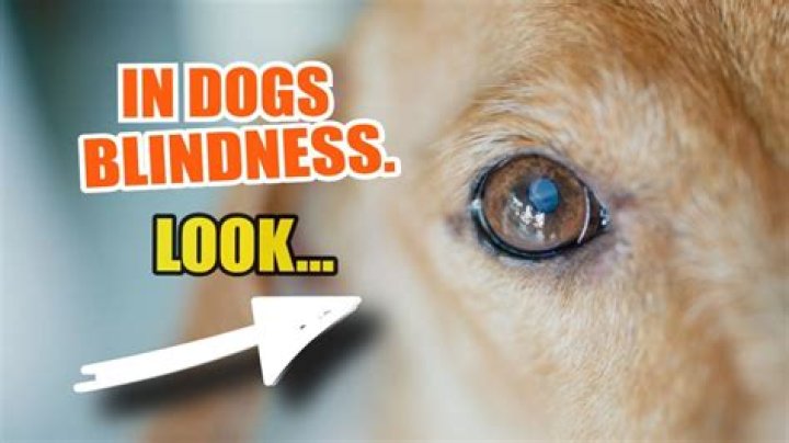 Can going blind be stopped?