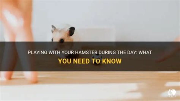 Can I play with my hamster during the day?