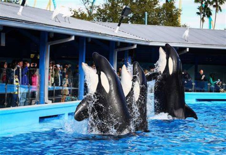 Can SeaWorld still have orcas?