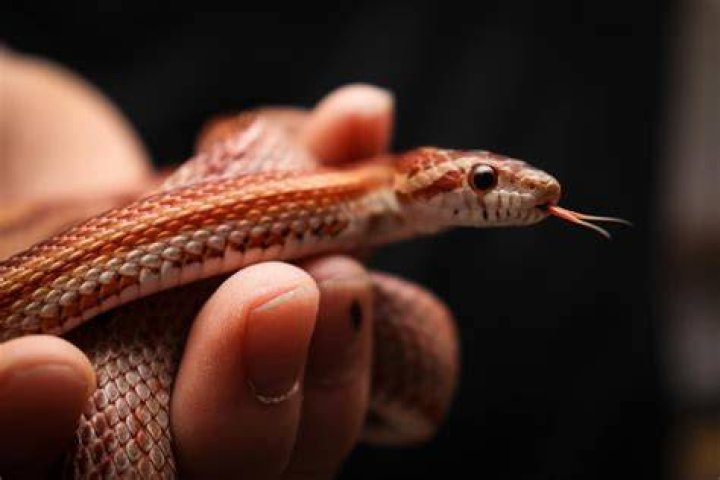 Can snake make you rich?