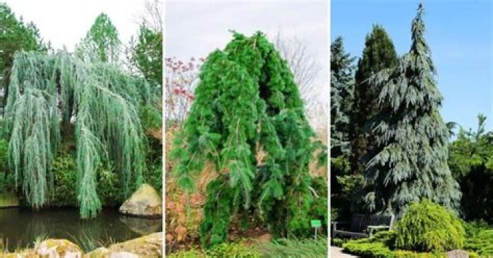 Can you arrange 7 trees into 6 rows?