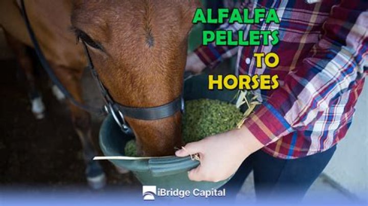 Can you feed a horse straight Alfalfa?