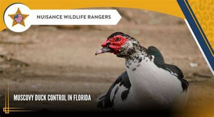 Can you get the duck control?