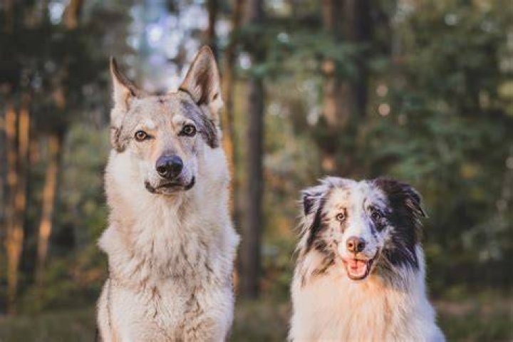 Can you make wolves breed?