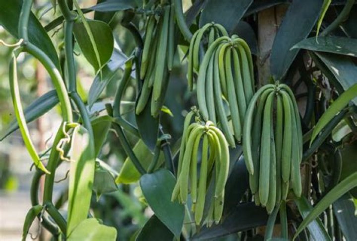 Can you smoke vanilla beans?