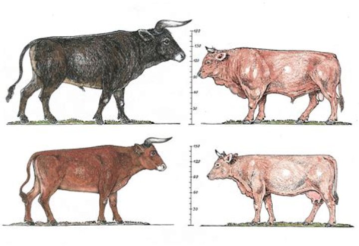 Did cows come from bulls?
