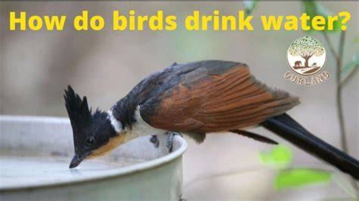 Do birds drink warm water?