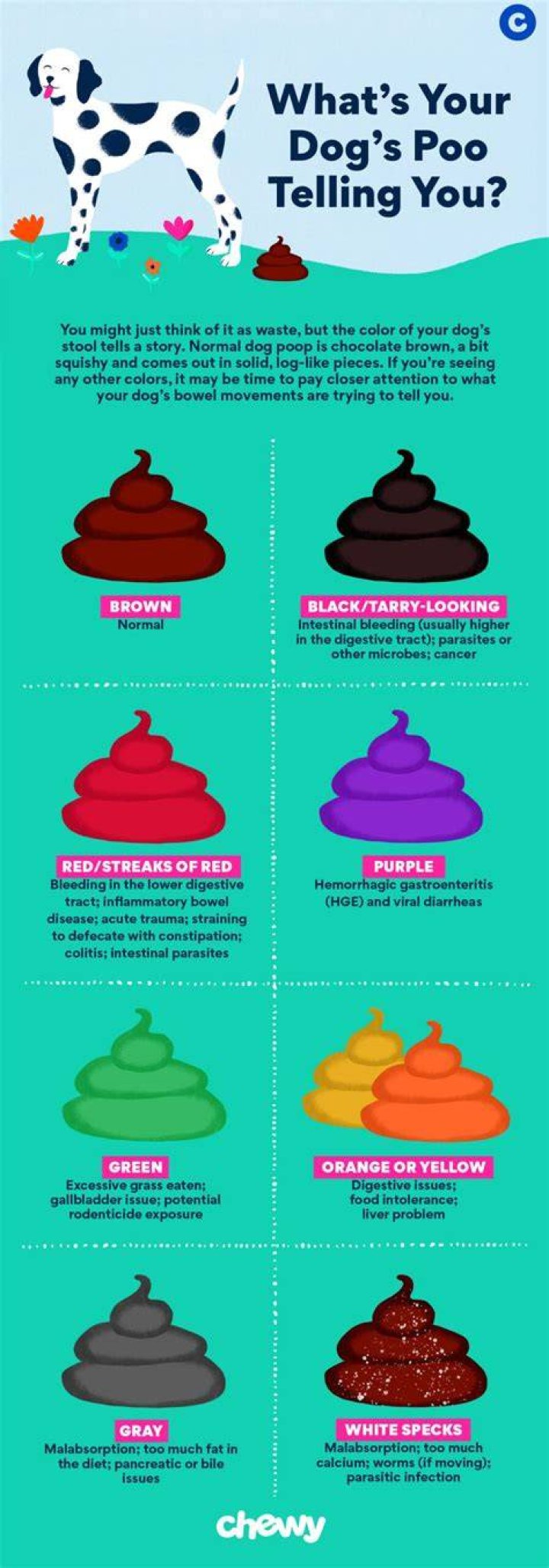 Do dogs like to poop in the same spot?