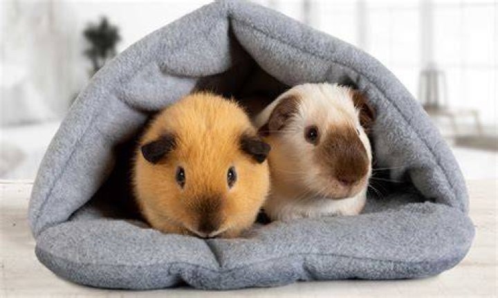 Do guinea pigs pretend to be dead?