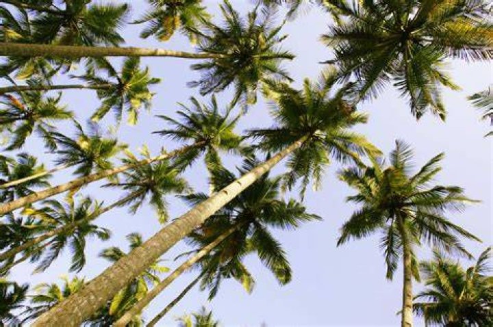 Do palm trees go dormant in winter?