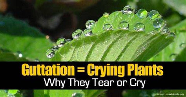 Do plants cry?