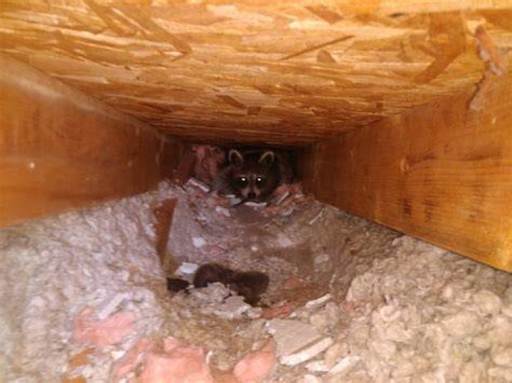 Do raccoons dig under houses?