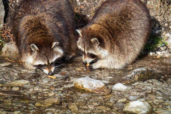 Do raccoons eat jalapenos?