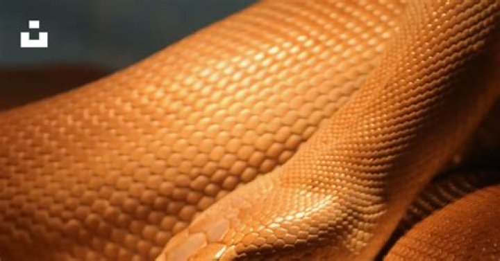 Do snakes like blankets?