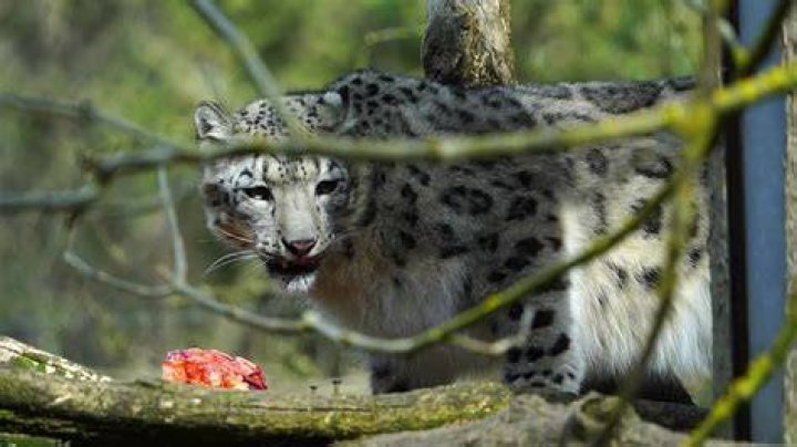 Do snow leopards eat meat or plants?