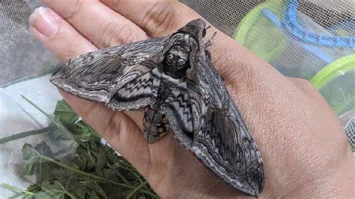 Do tomato worms turn into butterflies?