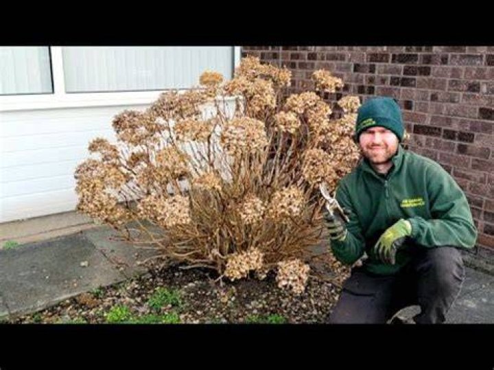 Do you cut off old hydrangea stems?