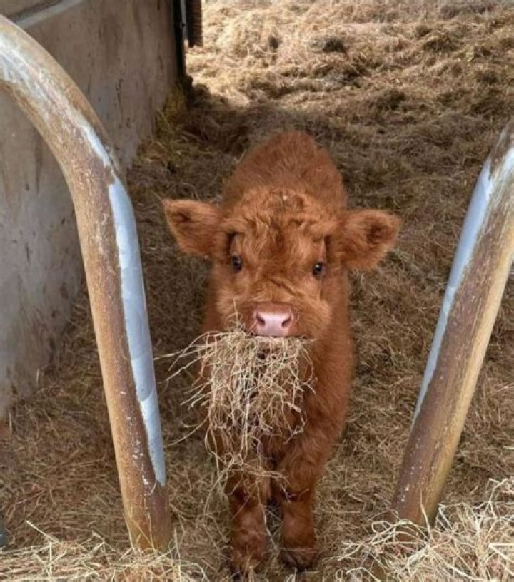 Does Canada have a lot of cows?