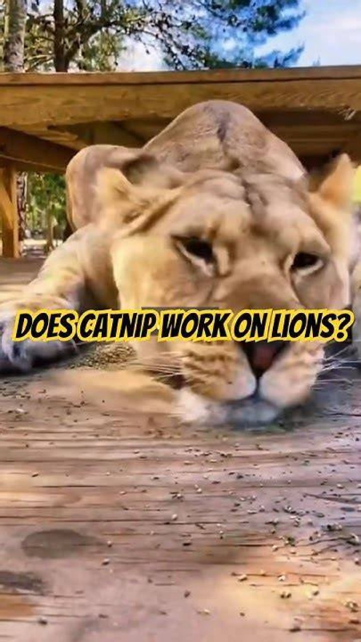 Does catnip work on lions?