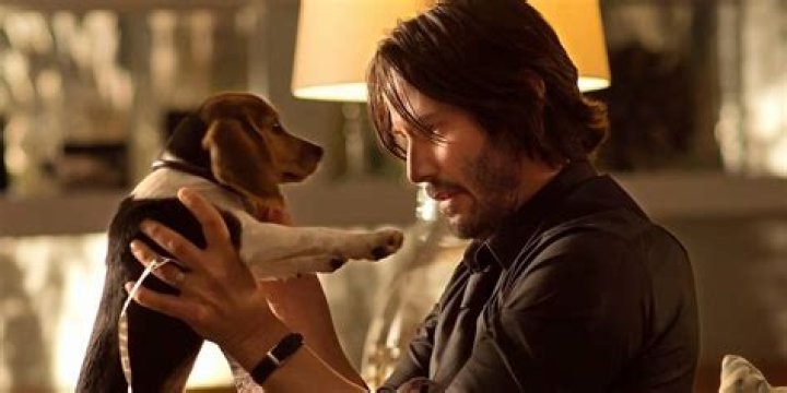 Does John Wick get a new dog?