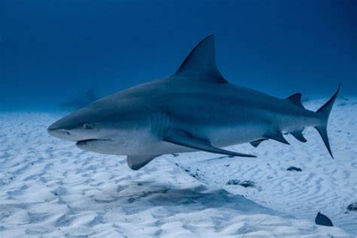 Has there ever been a shark found in Lake Erie?