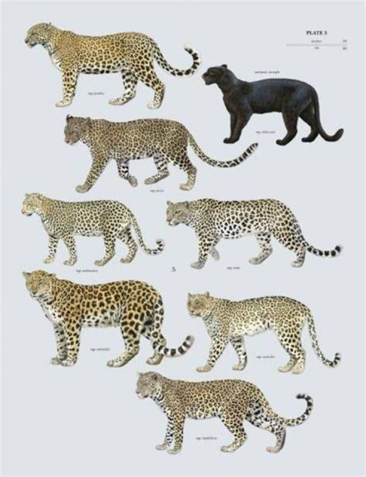 How are strawberry Leopards different from other leopards?