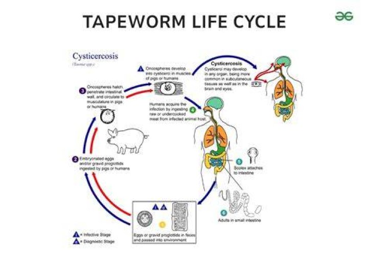 How common is tapeworm in humans?