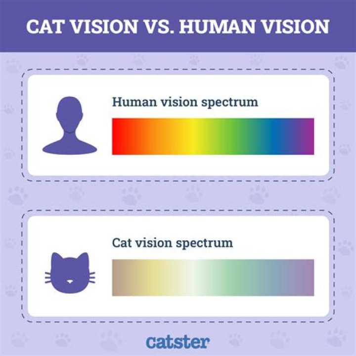 How do cats see me?