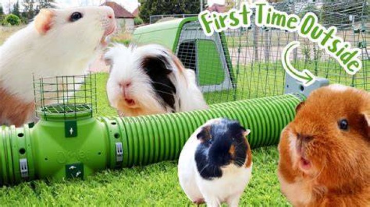 How do I find my escaped guinea pig?