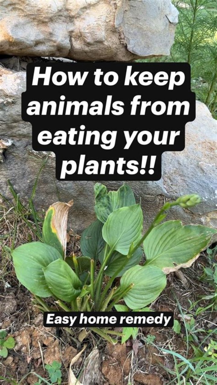 How do I keep animals from eating my plants?