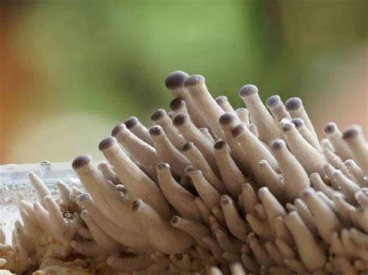 How do I know when mycelium is fully colonized?