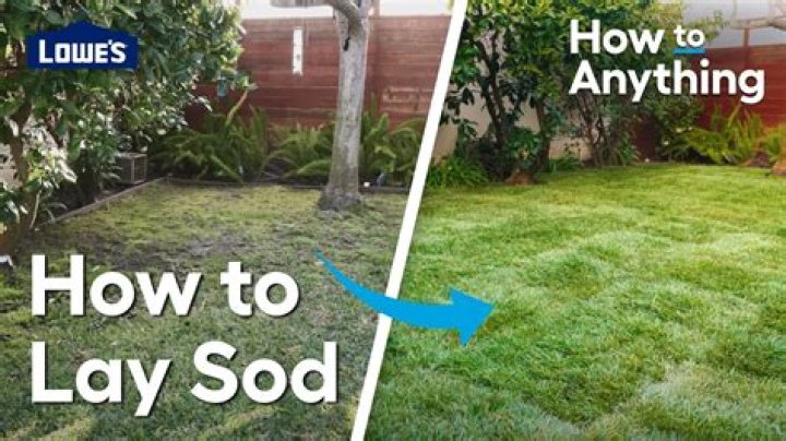 How do you lay sod evenly?