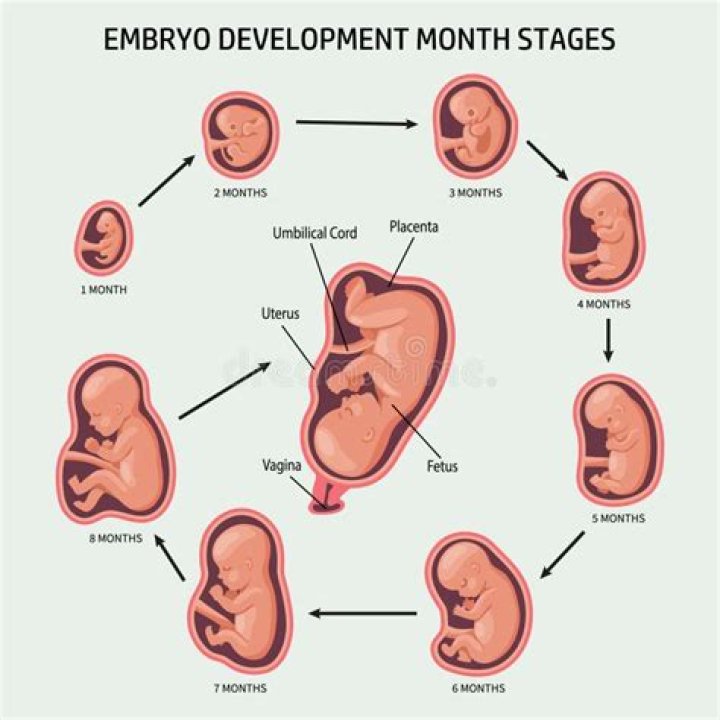 How does a baby stay alive in the womb?