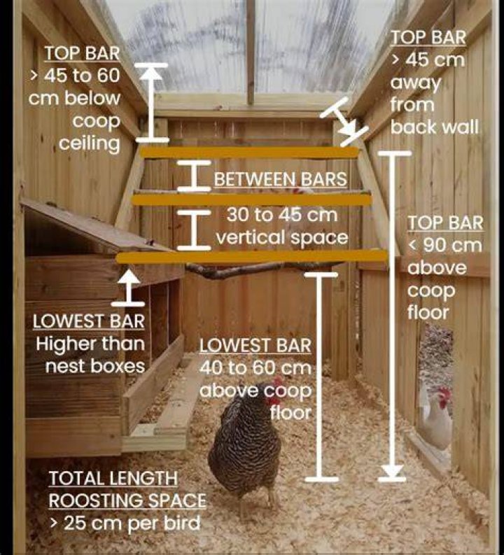 How far away from the wall should a chicken roost be?