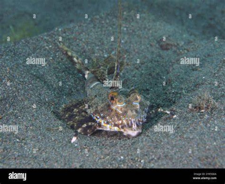 How is a fish camouflaged?
