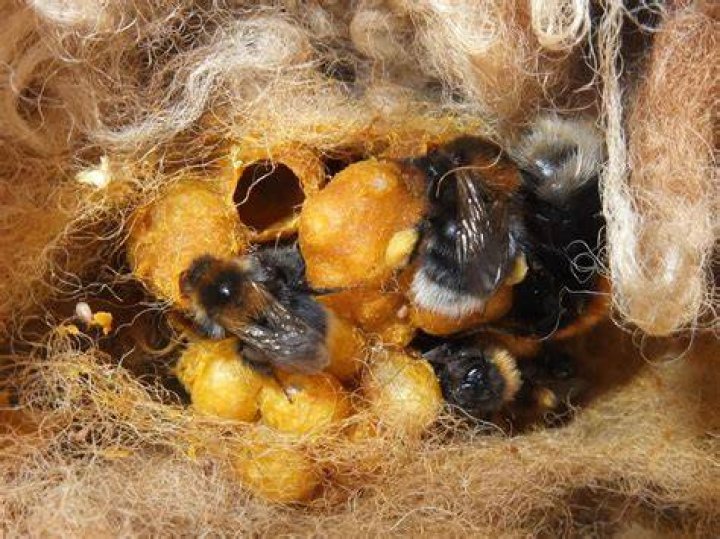 How many babies does a bumblebee have?