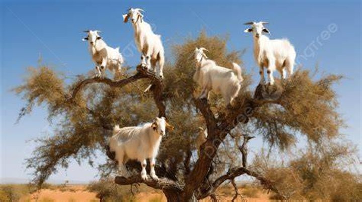 How many is a herd of goats?