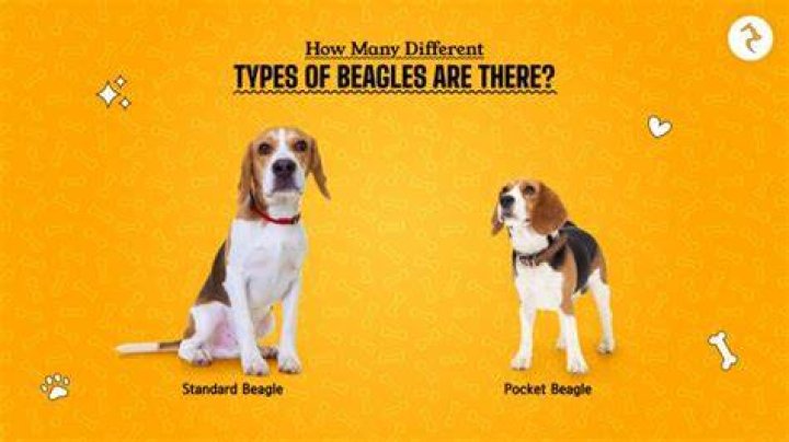 How many types of beagles are there in the world?